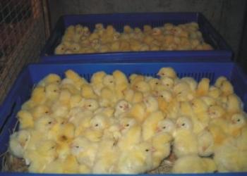 Технология выращивания бройлеров в домашних условиях Выращивание цыплят бройлеров бизнес план