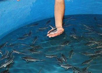 Разведение осетра как вариант бизнеса Выбор места для разведения рыбы