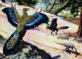 Археоптерикс, все об археоптериксе, про археоптерикса, динозавры юрского периода, эра динозавров, архиоптерикс описание Когда появился археоптерикс